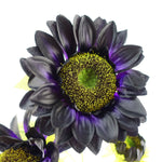 Artificial 100cm Purple Artificial Sunflower Arrangement Glass Vase