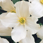 Hayloft Clematis Montana Grandiflora - 2l Pot On A Cane