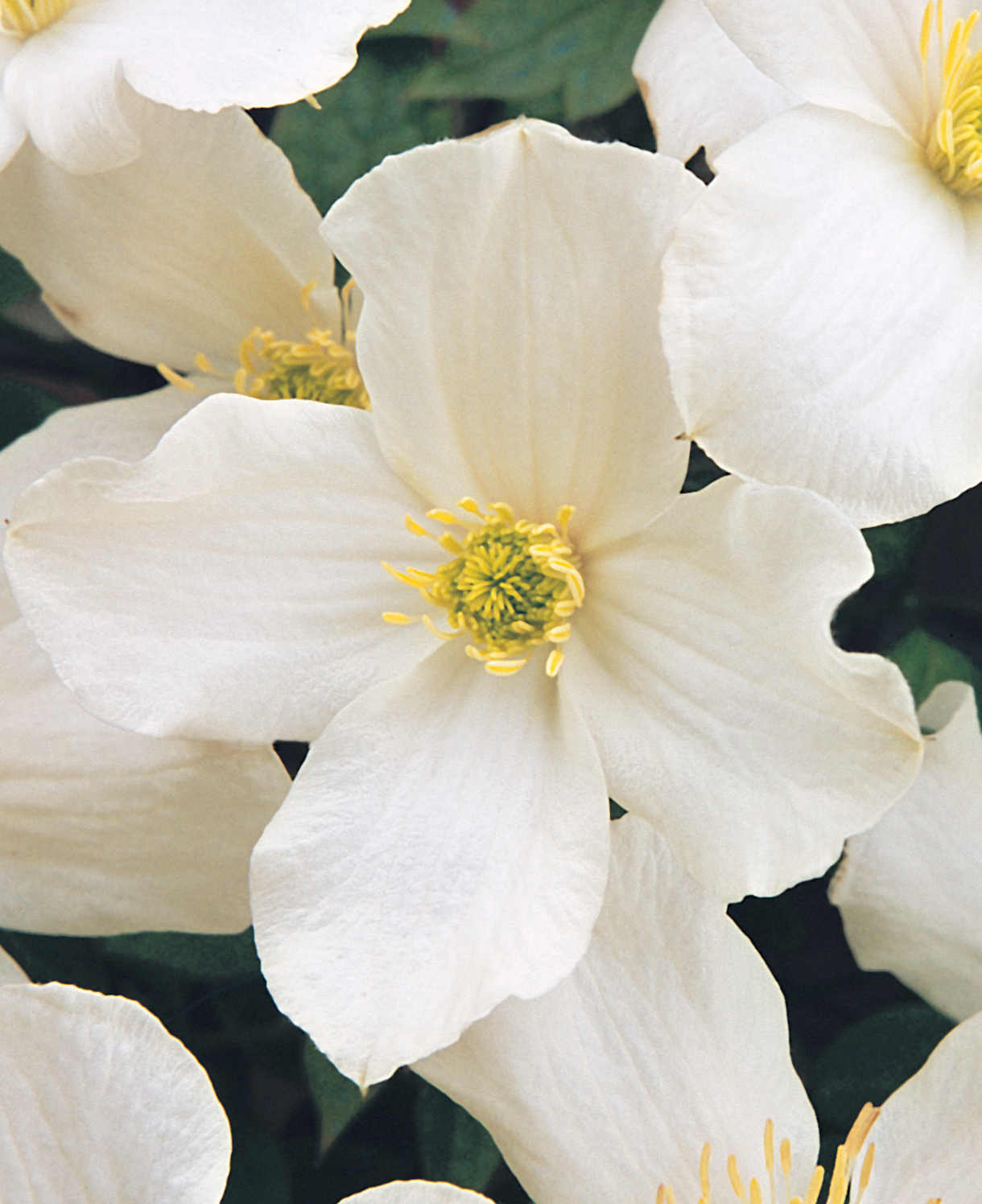 Hayloft Clematis Montana Grandiflora - 2l Pot On A Cane