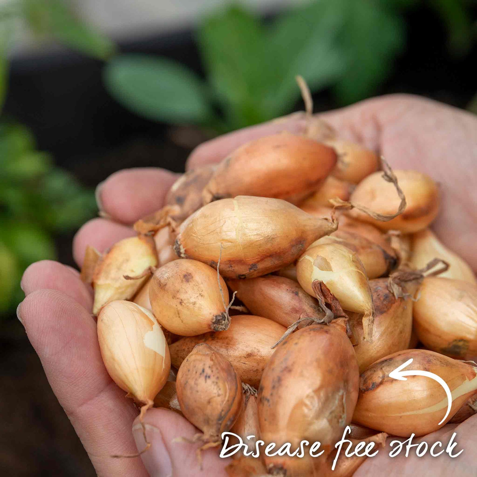 Onion 'stuttgarter Riesen' Sets – Slow To Bolt, Sweet Mild Bulbs | Set of 30