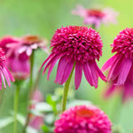 Hayloft Echinacea Purpurea Collection - Zingy Yellow, Orange And Pink In 9cm Pots
