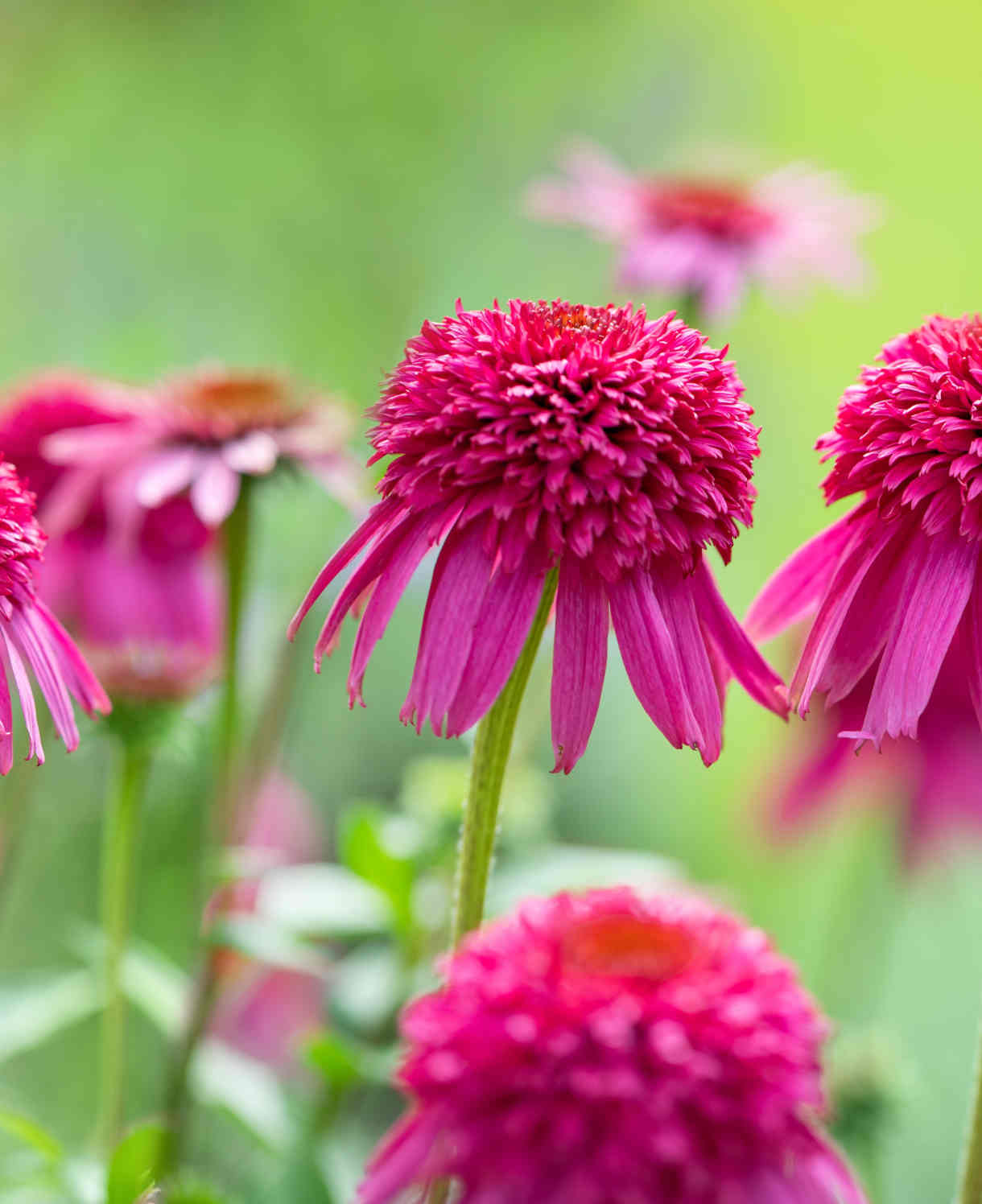 Hayloft Echinacea Purpurea Collection - Zingy Yellow, Orange And Pink In 9cm Pots
