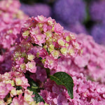 Hydrangea 'together' Double-flowering Shrub | 1 x 3L | Pink