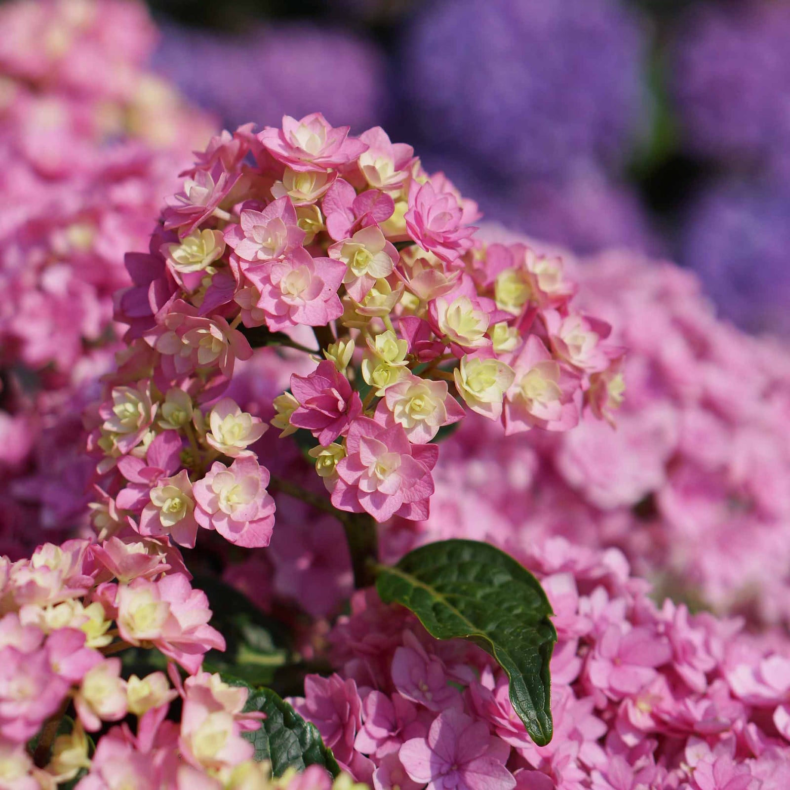 Hydrangea 'together' Double-flowering Shrub | 1 x 3L | Pink