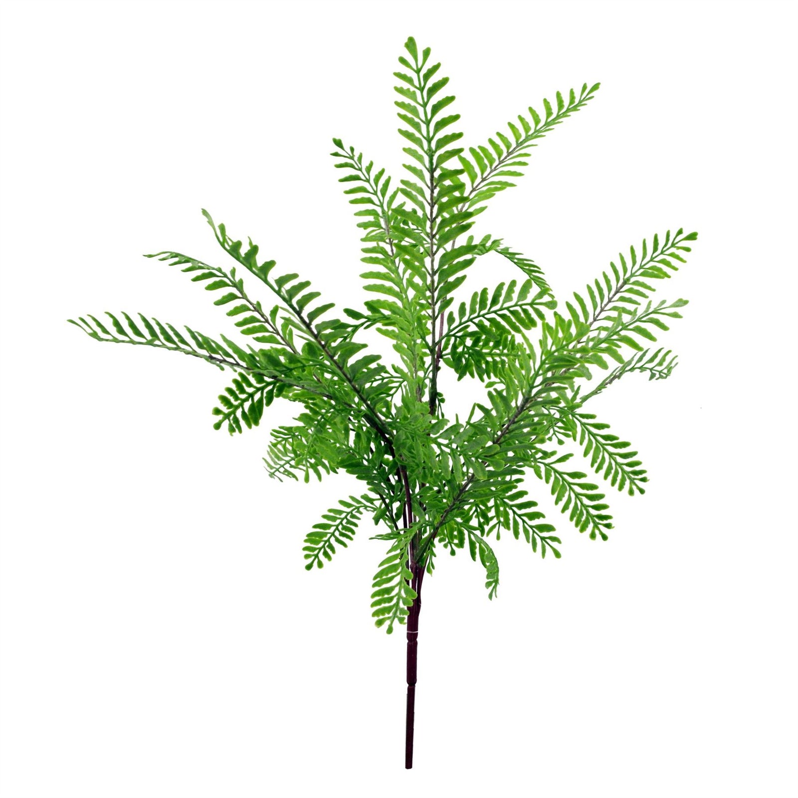 6 X 55cm Himilayan Maidenhair Fern Bush Light Green Plant