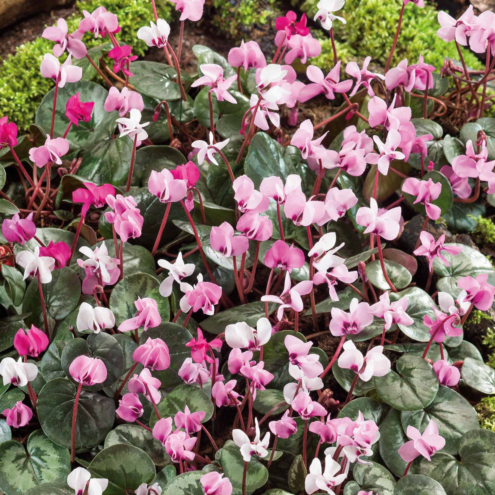 Cyclamen Coum | 5 x Bulbs | Red & White
