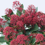 Japanese Skimmia - Skimmia Japonica 'Rubella' - Height 35-45cm - ⌀15cm | Set of 2 | Red