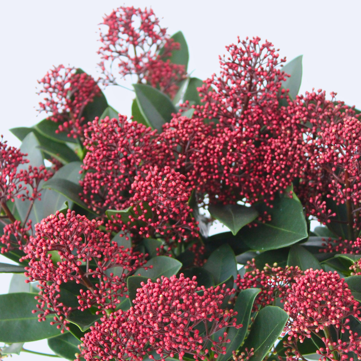 Japanese Skimmia - Skimmia Japonica 'Rubella' - Height 35-45cm - ⌀15cm | Set of 2 | Red