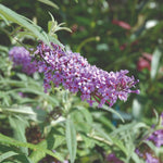Thompson & Morgan Buddleja Buzz Lavender Patio Compact Butterfly Bush For Gardens & Pots Long-flowering Easy-care Bee-friendly 2x 1l Pots