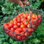 Organic Cordon Tomato Seeds Hamlet F1 | 5 Seeds