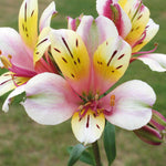 Hayloft Exclusive Romantic Alstroemeria Collection - 3 x 9cm pots