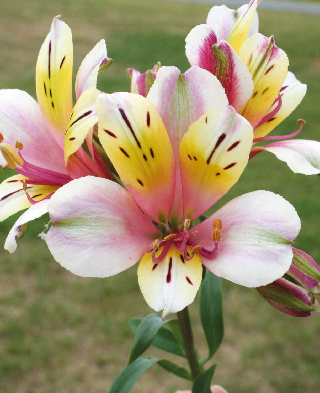 Hayloft Exclusive Romantic Alstroemeria Collection - 3 x 9cm pots