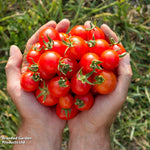Nurseryman's Choice Tomato Potted Plant | 3 x 9cm