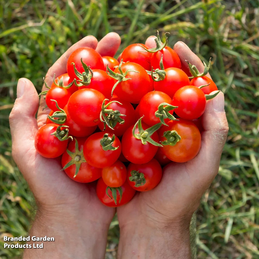 Nurseryman's Choice Tomato Potted Plant | 3 x 9cm