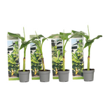 Hardy Banana - Musa Basjoo - Height 25-40cm - ⌀9cm | Set of 4 | Yellow