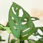 Mini Swiss Cheese Plant - 2 Pcs. - Monstera 'monkey Mask' - H25-30cm - ⌀12cm | Set of 2 | Green