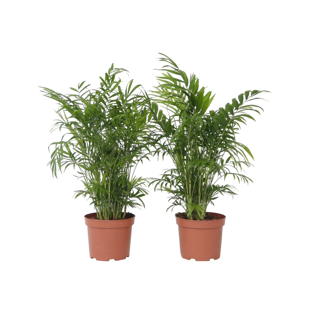 Parlour Palm - 2 Pcs. - Chamaedorea Elegans - Height 50-60cm - ⌀17cm | Set of 2 | Green