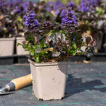 Ajuga Reptans 'black Scallop' Evergreen Groundcover With Dark Glossy Foliage And Blue Spring Flowers | 3 x 9cm | Blue