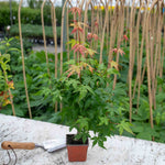 Acer Palmatum (japanese Maple) - Deciduous, Red Autumn Colour | 1 x 3L