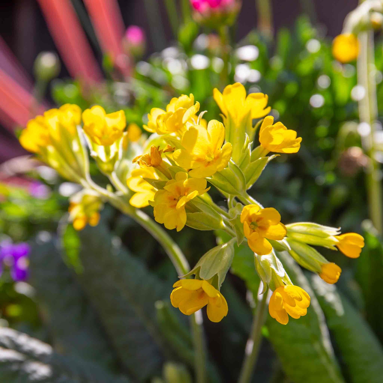 Cowslip Wildflower Seeds | 140 Seeds