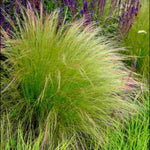 Stipa tenuissima Ponytails - 3 x 9cm Pots