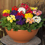 Marshalls Garden Polyanthus 'stella Mix' - Hardy Winter Bedding