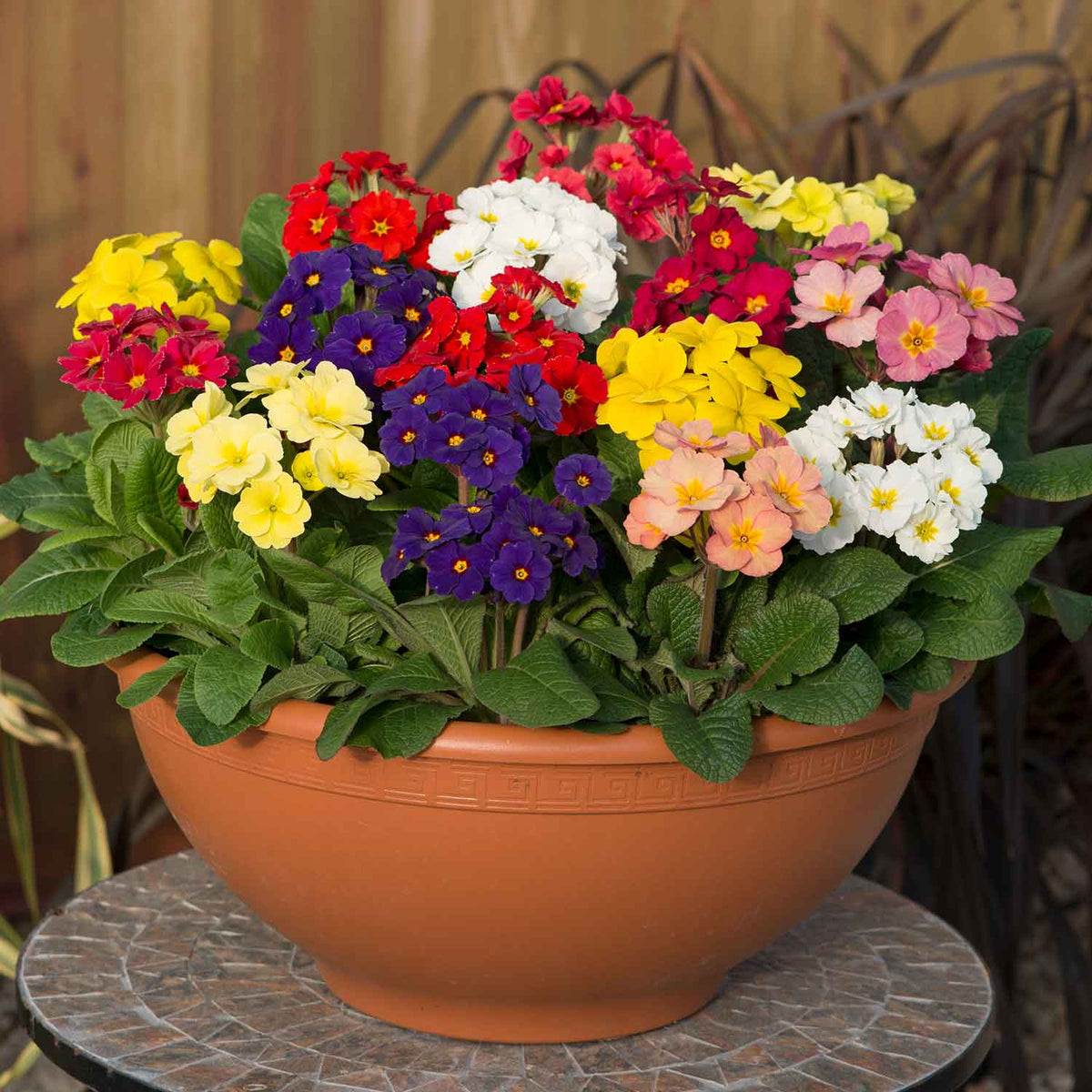 Marshalls Garden Polyanthus 'stella Mix' - Hardy Winter Bedding