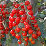 Tomato Crokini - Cherry Cordon Seeds | 8 Seeds