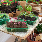 John Innes Peat-free Seed Sowing Compost | 28l