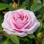 Rose 'hopes And Dreams' (hybrid Tea), Lilac, Fragrant | 1 x Bare Root | Purple
