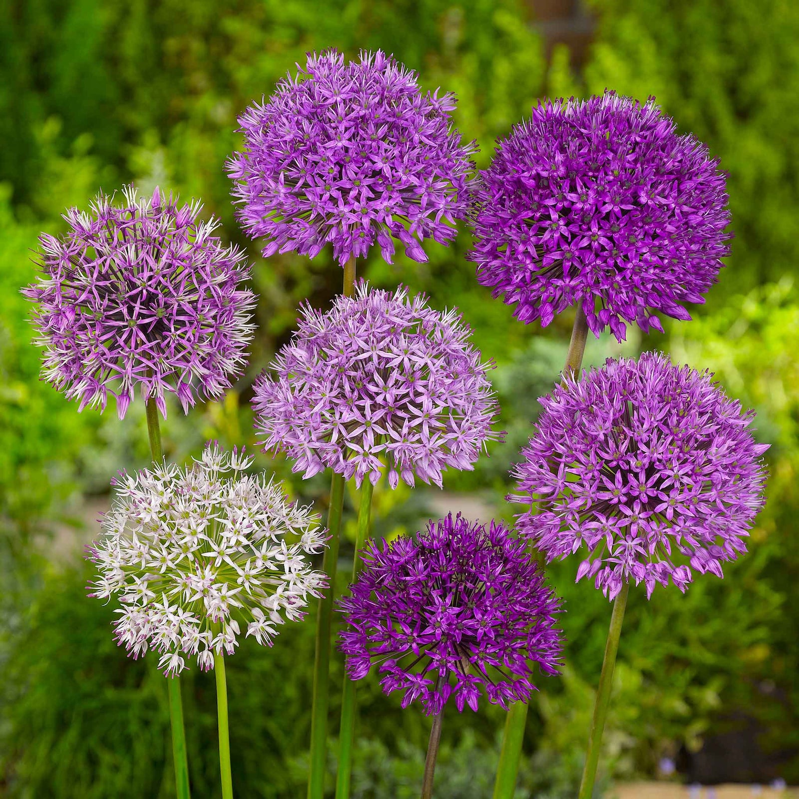All Summer Long 100 Flower Bulb Mix | Set of 100 | Multi