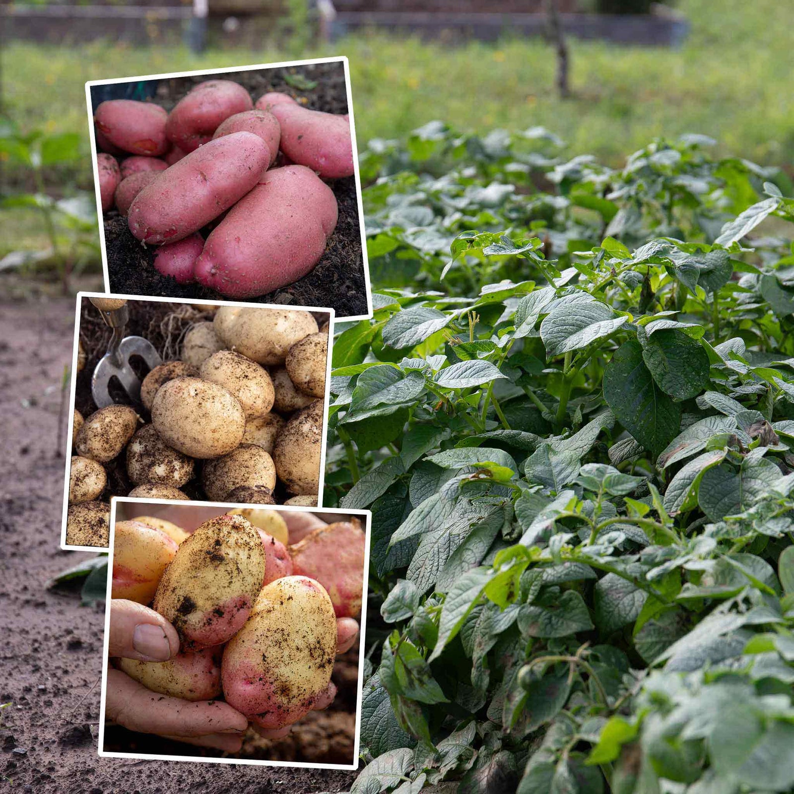 Seed Potato Collection – Disease-resistant Maincrop | 3kg