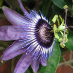 Passiflora Damsel's Delight - 9cm pot | 1 x 9cm | Purple
