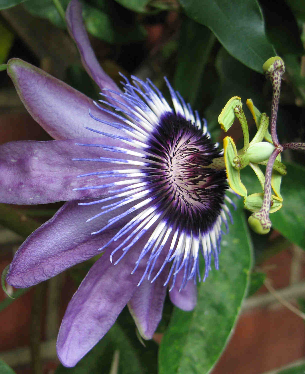 Passiflora Damsel's Delight - 9cm pot | 1 x 9cm | Purple