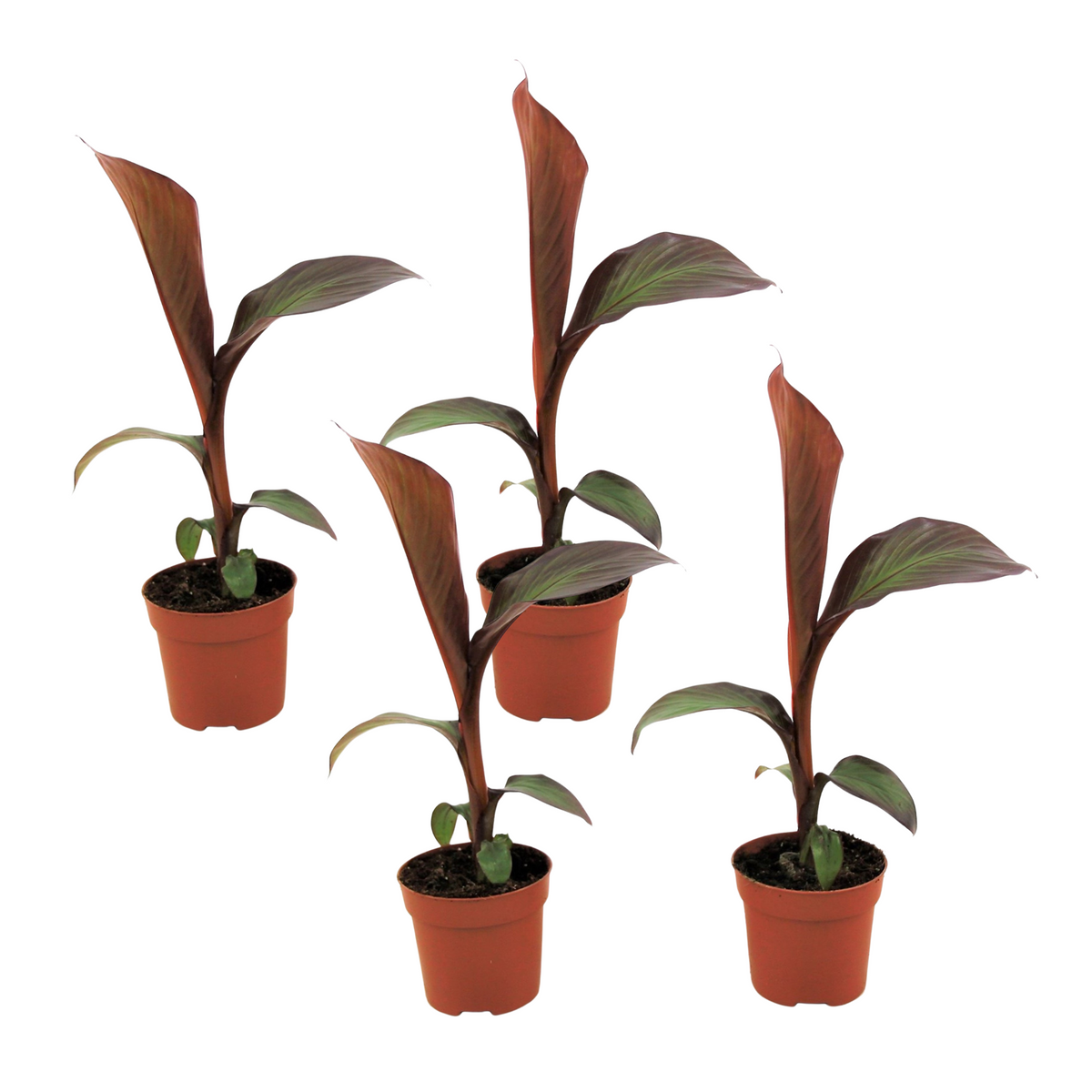 Abyssinian Banana - Ensete Ventricosum 'maurelli' - H20-30cm - ⌀9cm | Set of 4 | Green