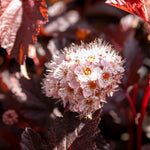 Physocarpus 'lady In Red' Hardy Red-foliage Shrub 150 Cm | 1 x 9cm