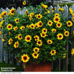 Thompson & Morgan Sunflower Sunbelievable Brown Eyed Girl 9cm Pot X 2