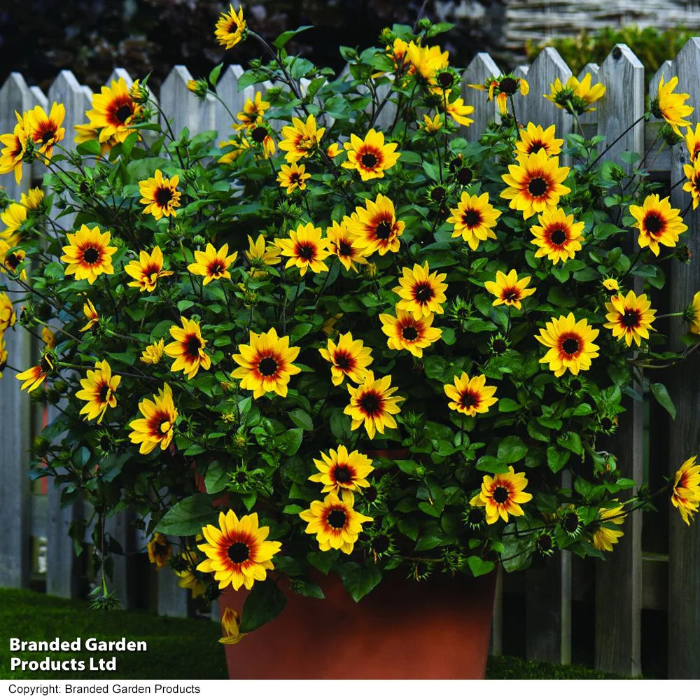 Thompson & Morgan Sunflower Sunbelievable Brown Eyed Girl 9cm Pot X 2