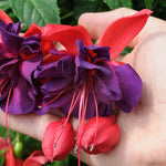 Fuchsia 'southern Belles Voodoo' Double Purple & Red For Hanging Baskets | 12 x Plug Plants | Multi Colour