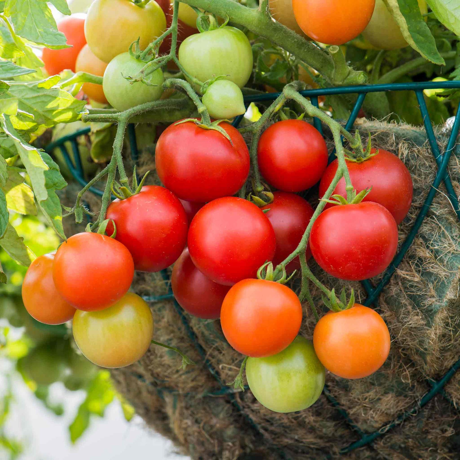 Tomato 'siderno' Seeds | 10 Seeds