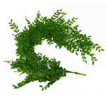 Hanging String Of Pearls Fern Plant Light Green 100cm Artificial