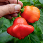 Chilli Plant 'bishops Crown' | 3 x 9cm | Red