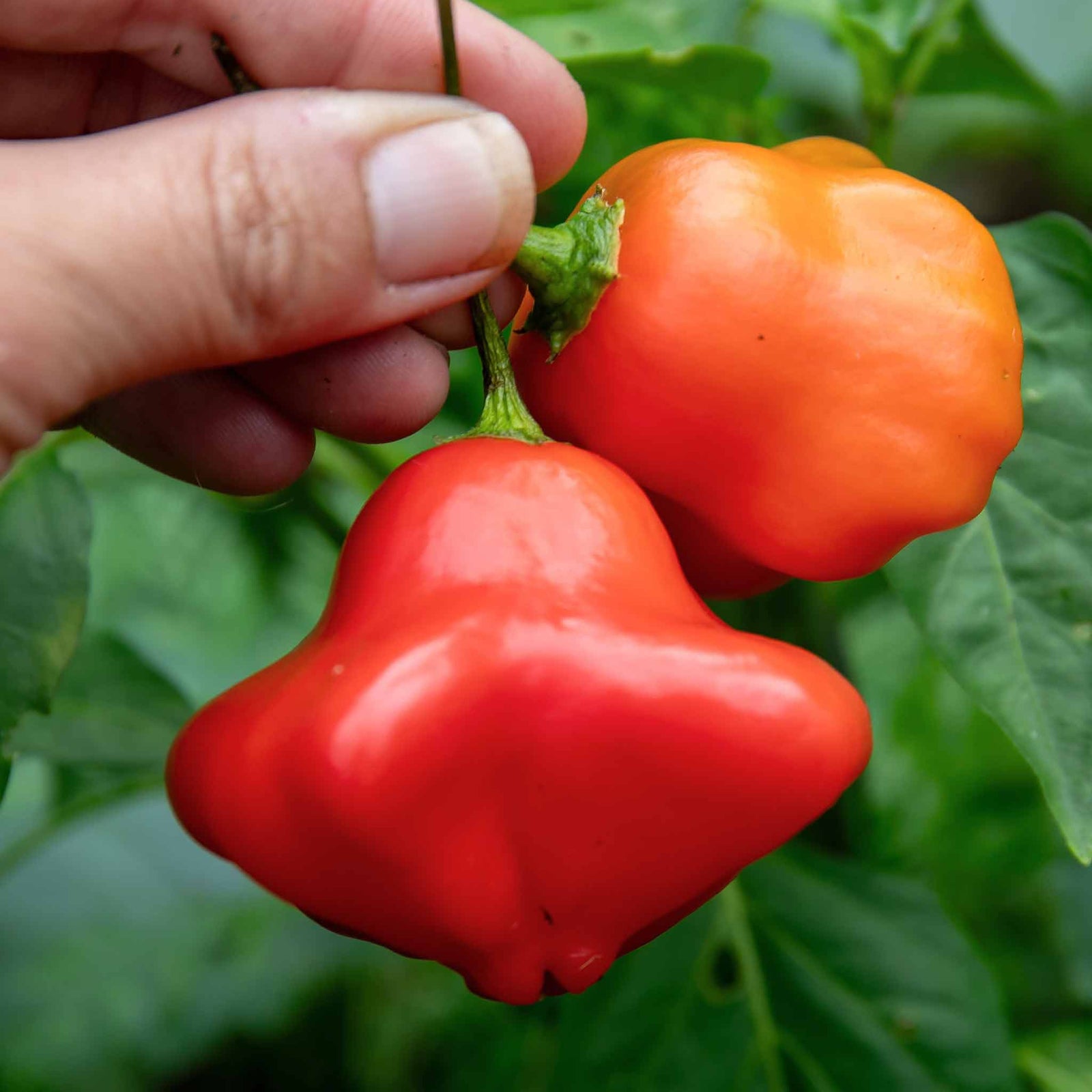 Chilli Plant 'bishops Crown' | 3 x 9cm | Red