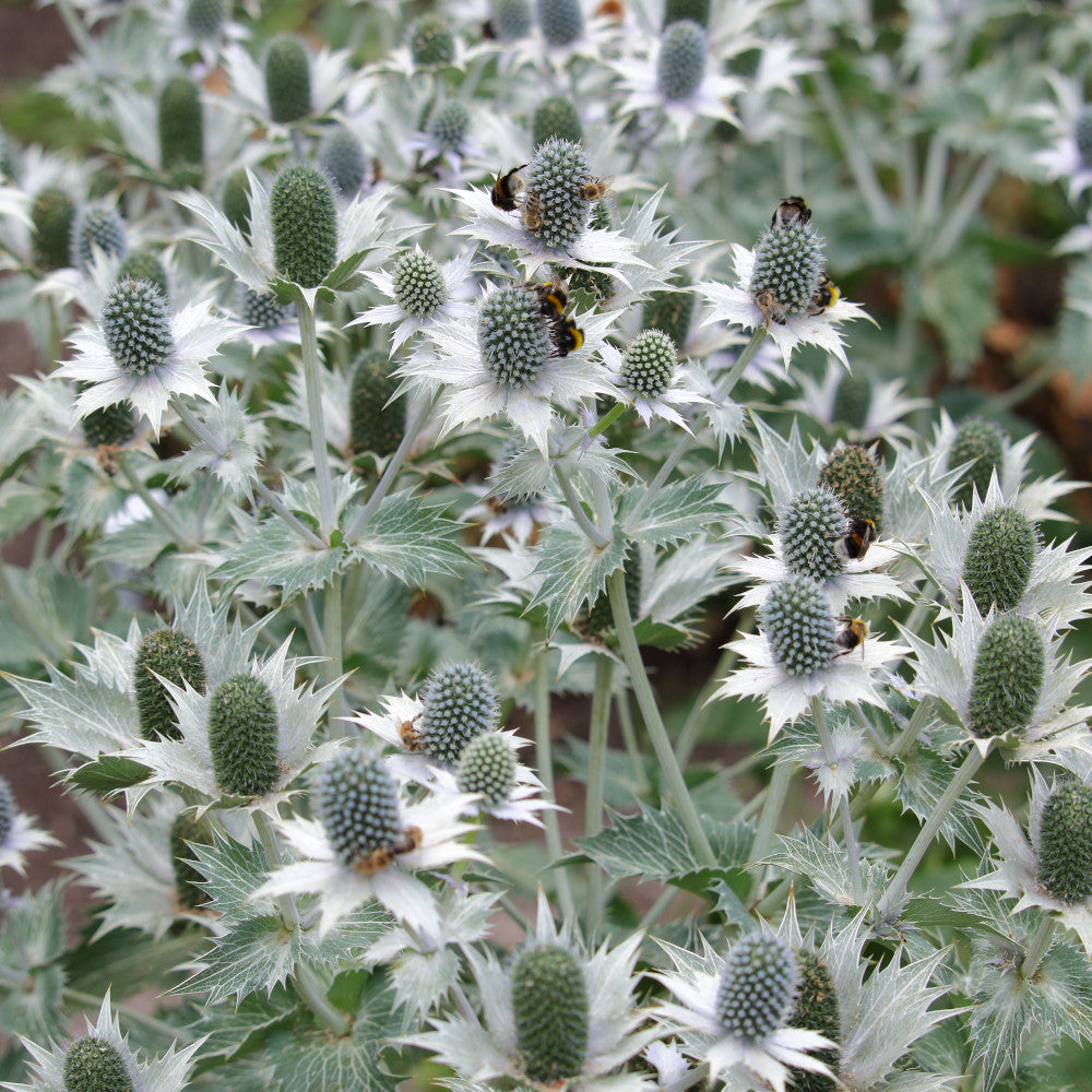 Eryngium Magical White Lagoon - White Sea Holly Set Of 3 In 9cm Pots