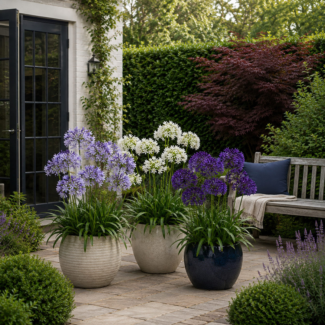 Amazing Agapanthus Collection - 9cm Pots | 6 x 9cm | Mixed