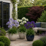 Amazing Agapanthus Collection - 9cm Pots | 3 x 9cm | Mixed