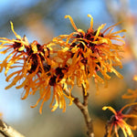 Heart Warming Hamamelis Collection - Winter Flowering Delights With Fragrant, Ribbon - Like Blooms - Set Of 3 In 9cm Pots