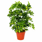 75cm Artificial Arboricola Gold Capella Plant