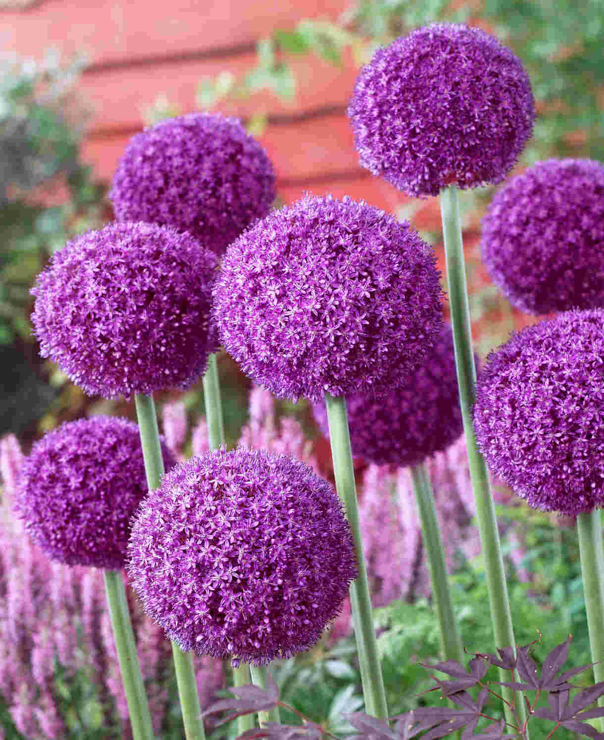 Allium 'ambassador' - Bulb | Set of 3 | Purple