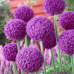 Allium 'ambassador' - Bulb | Set-of-6 | Purple